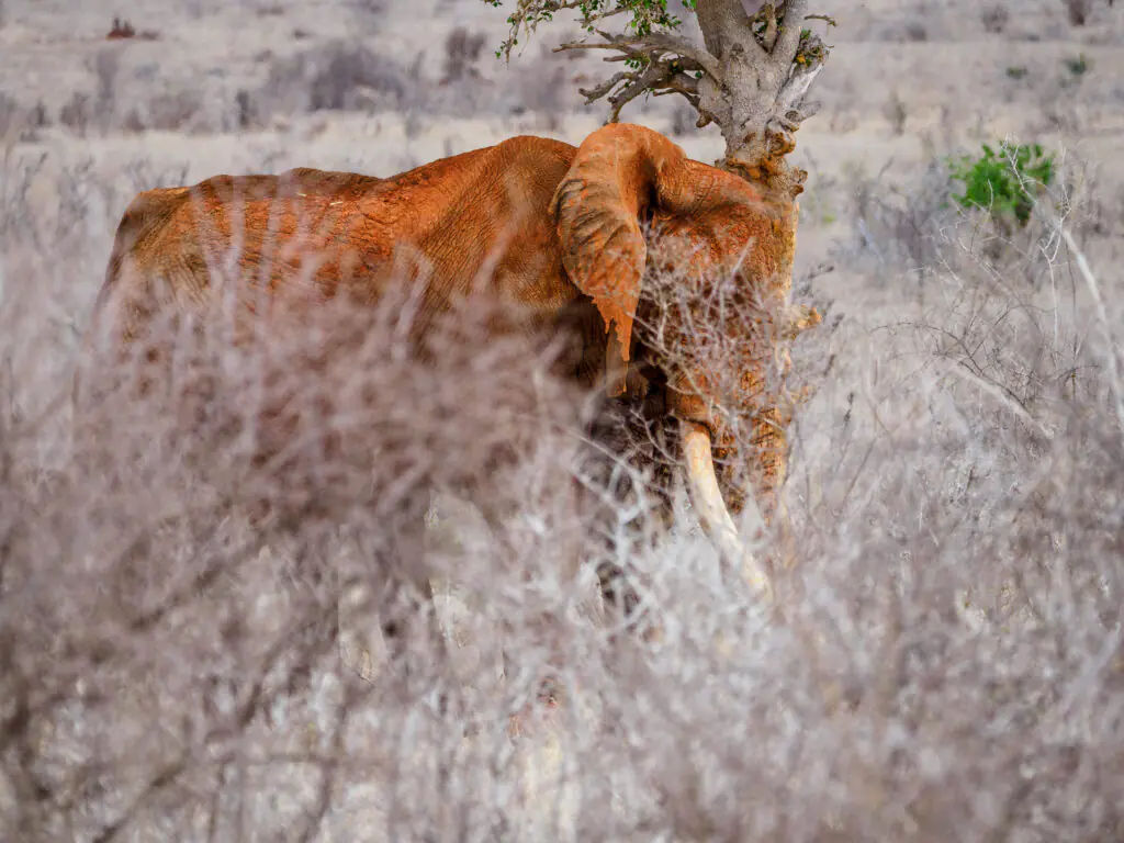 Tsavo East National Park