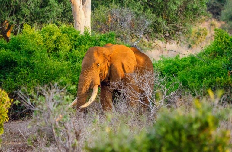 4 days Kenya safaris