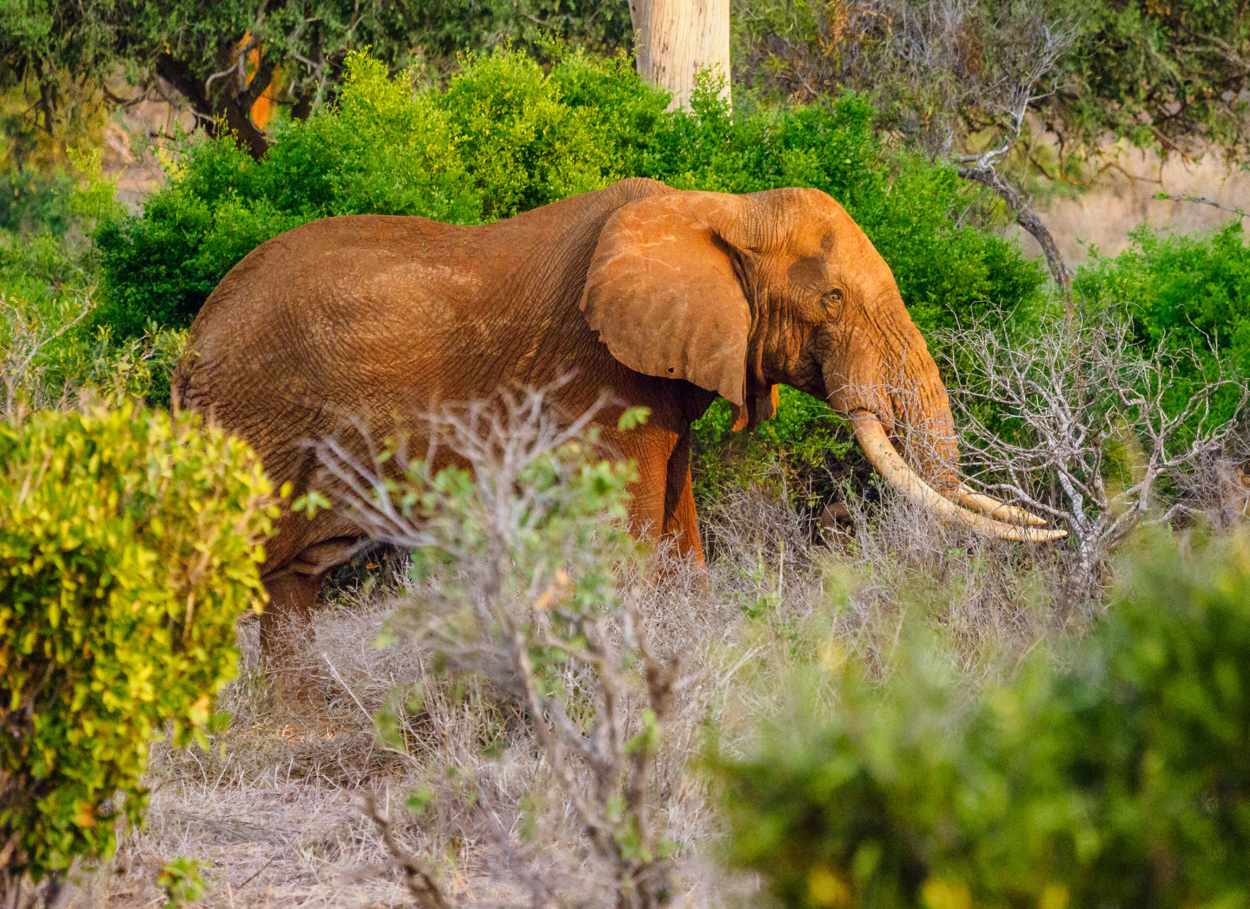 Tsavo East and west