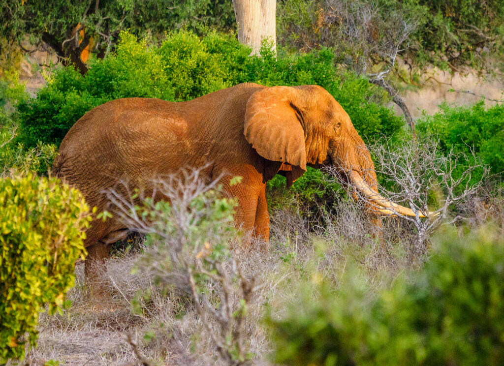 Tsavo east west Amboseli safari