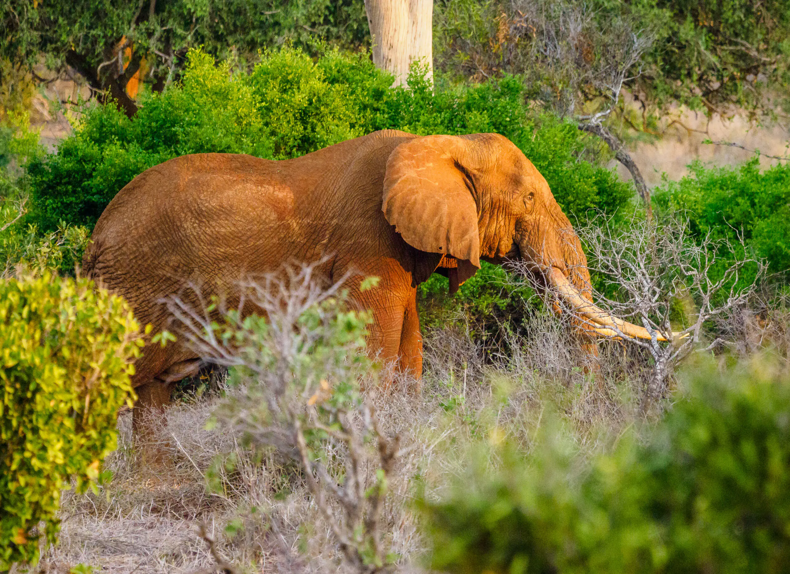 Tsavo east west Amboseli safari