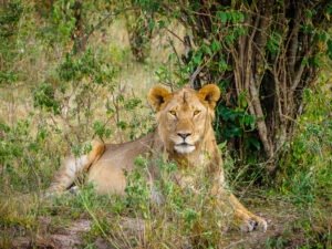 5 days Kenya safaris packages