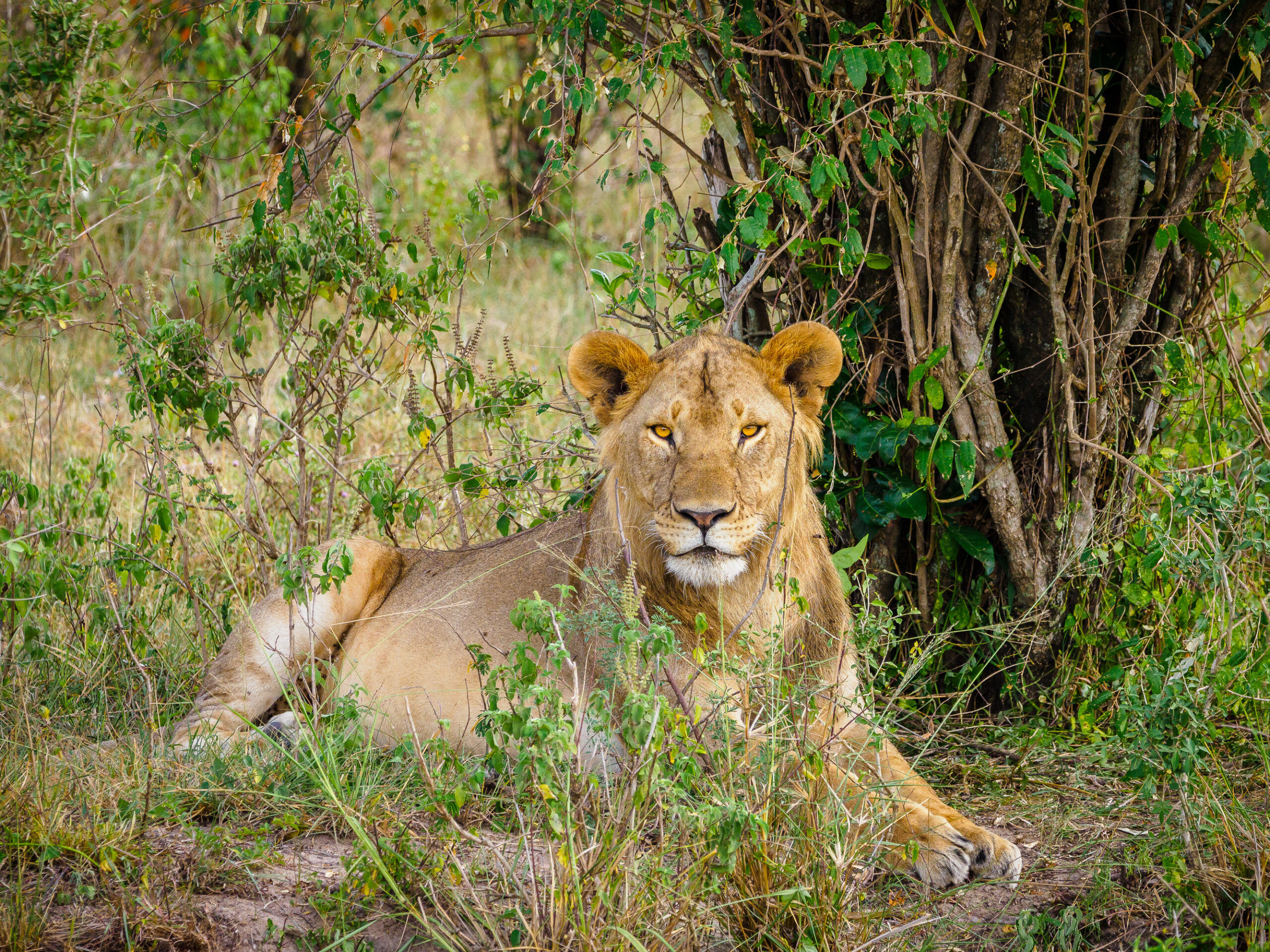 Kenya safaris