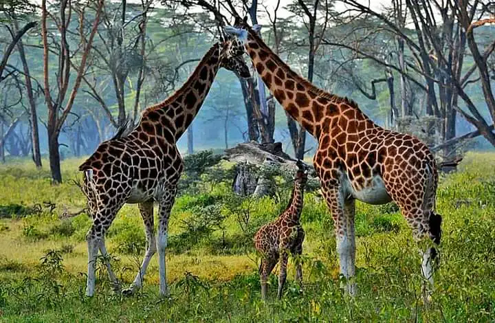 Nairobi day trips
