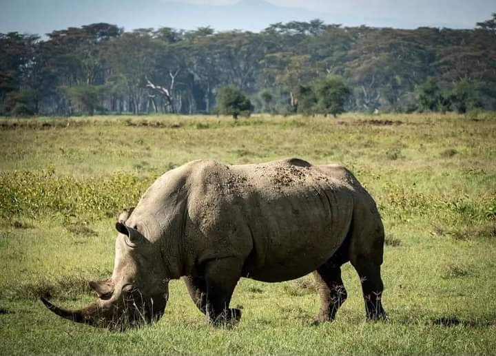 Ol Pejeta day Trip