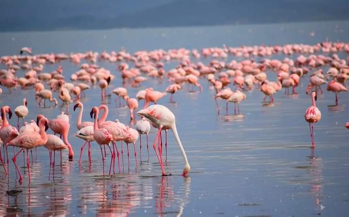 Lakes Nakuru and Naivasha Day Safari Tour