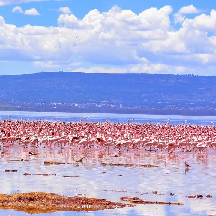 Lakes Nakuru, Naivasha