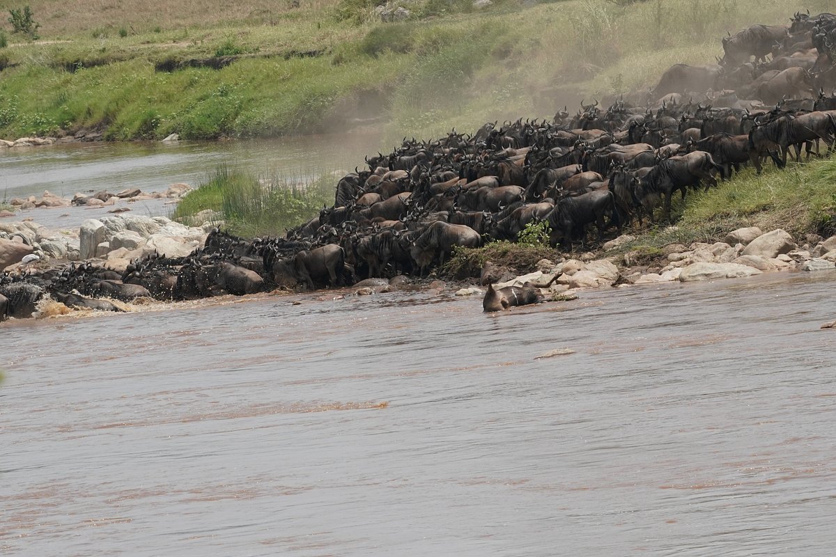 KENYA -Tanzania SAFARI