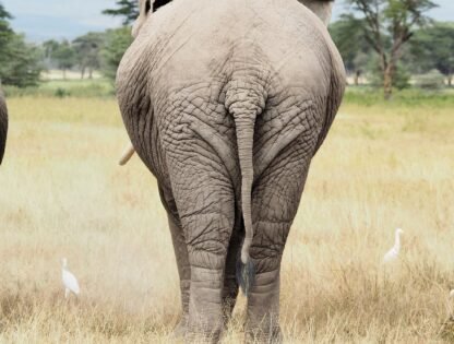 Amboseli National Park Safaris