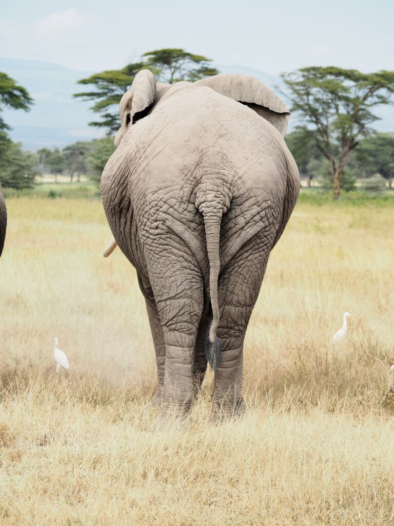 Amboseli National Park Safaris