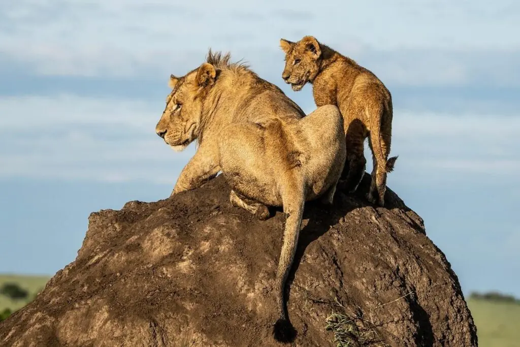 Masai Mara National Reserve