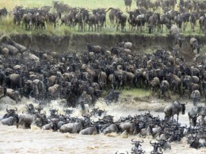 Masai Mara National reserve