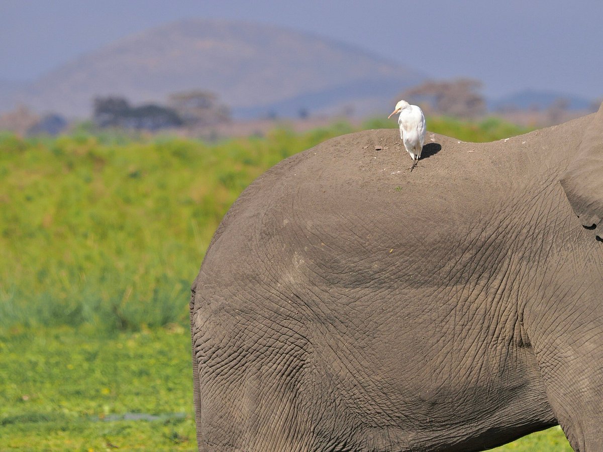 Amboseli National Park Safaris