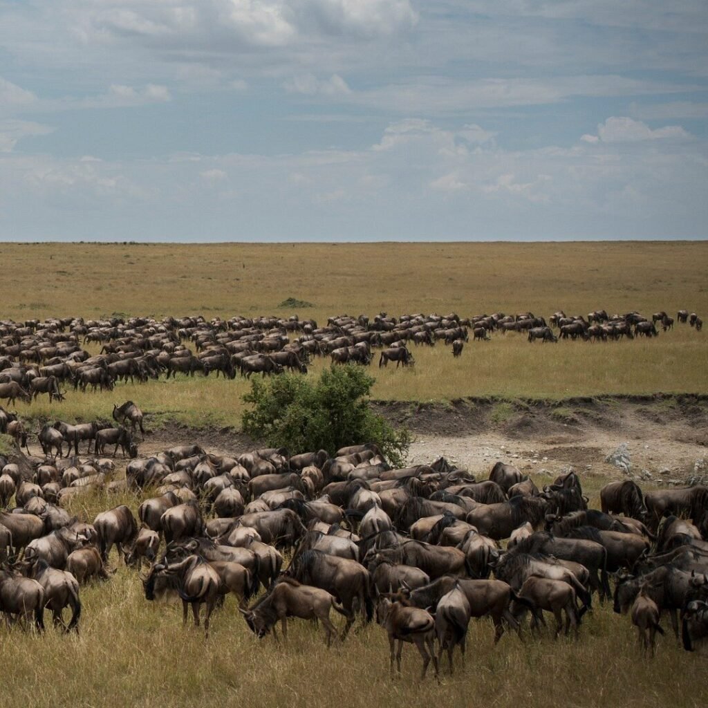 wildebeest migration safari