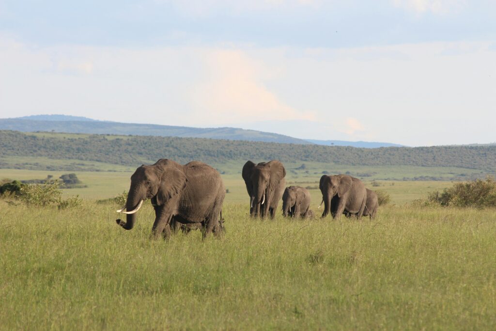 Amboseli