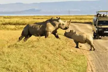 Ol-pejeta-conservancy safaris