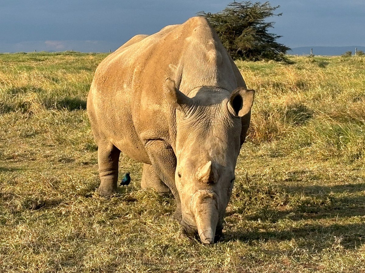 Fly-in safaris