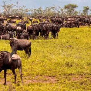 The great migration
