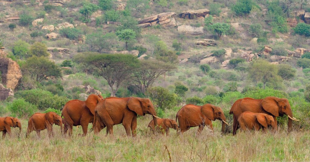 Diani beach safari