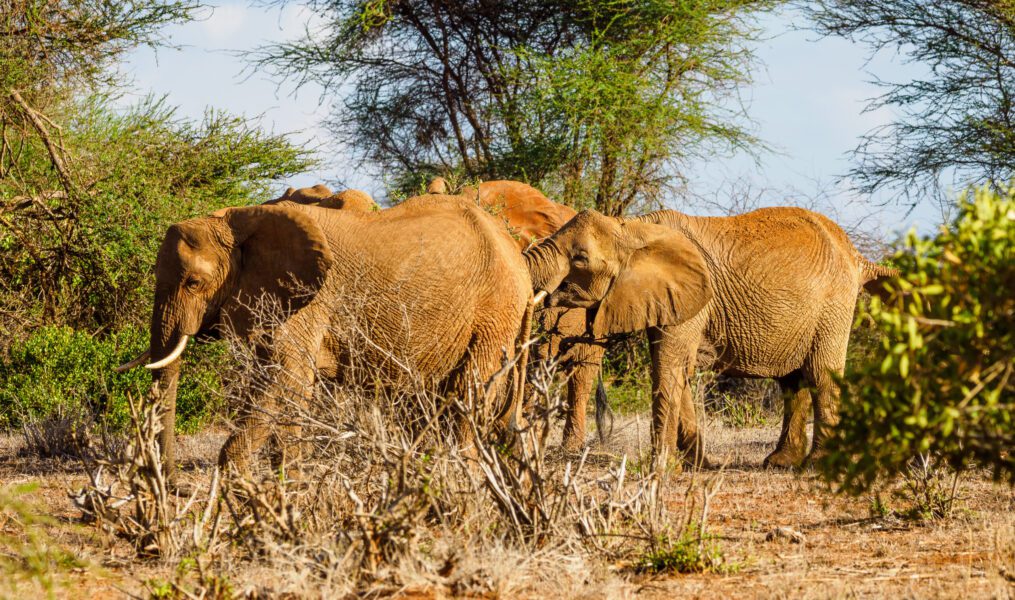 Tsavo EAST WEST