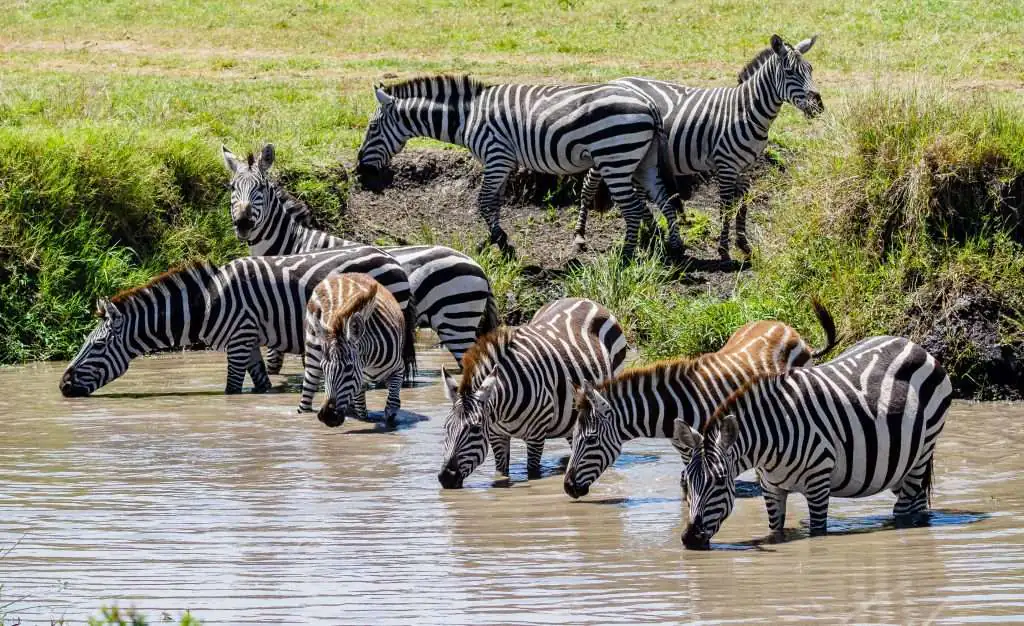 Annest Kenya safaris