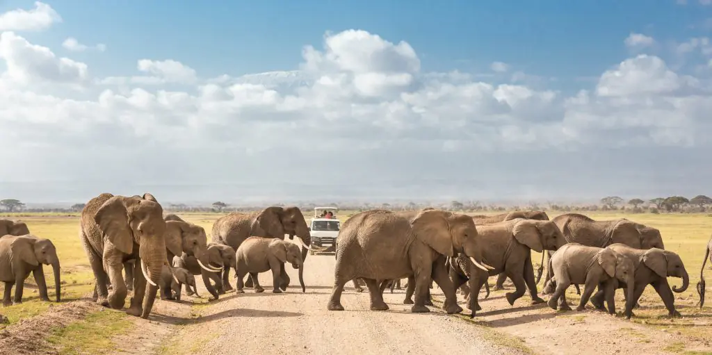 Family safari with Annest Kenya safaris