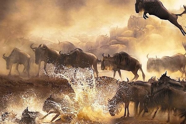 Masai Mara SAFARI TOUR