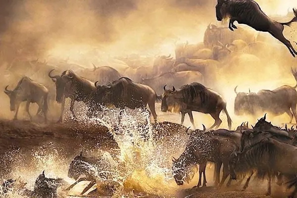 Masai Mara SAFARI TOUR