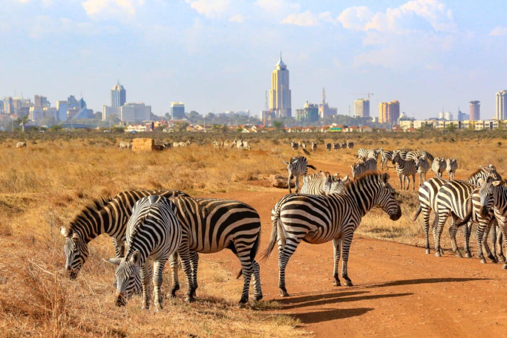 Half day Nairobi National Park