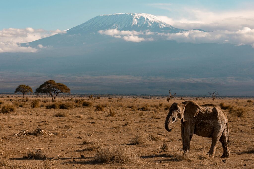 Amboseli National Park safari tour