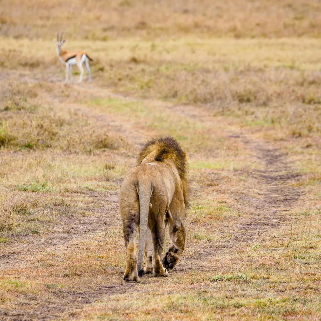 Masai Mara