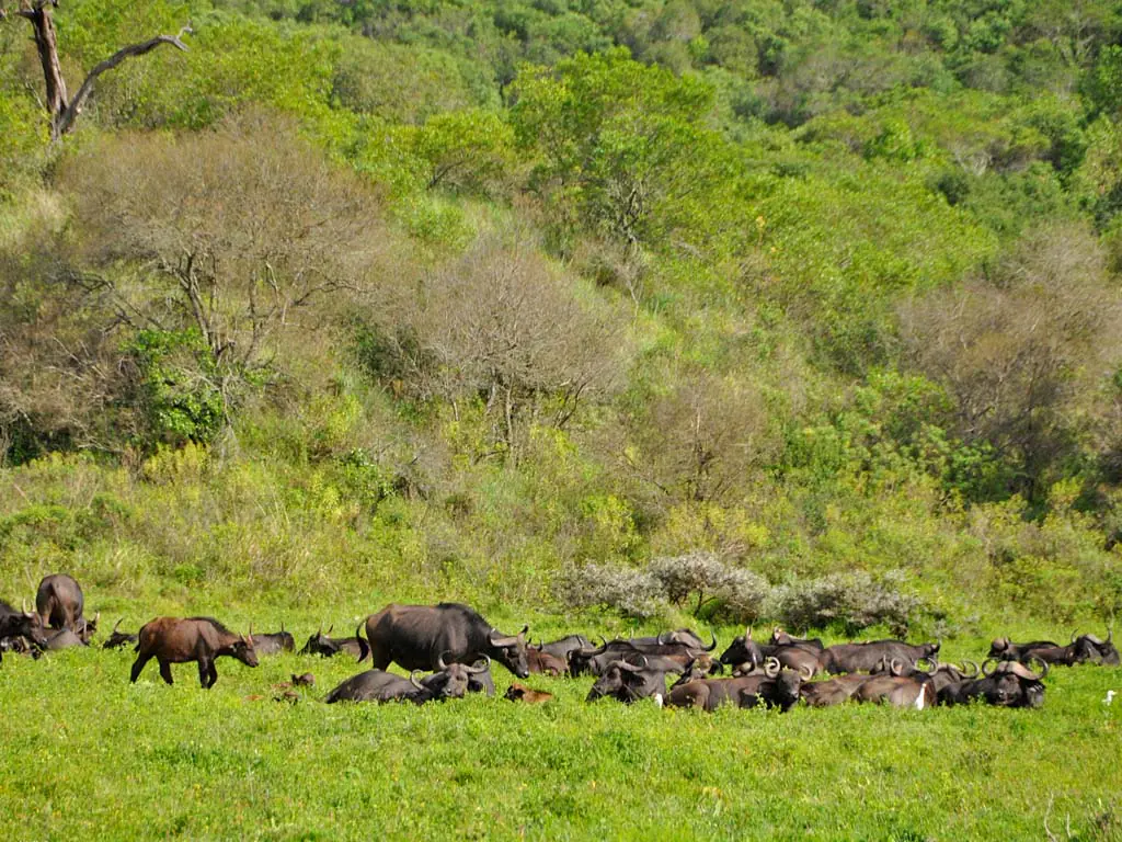 Aberdare National Park Safari