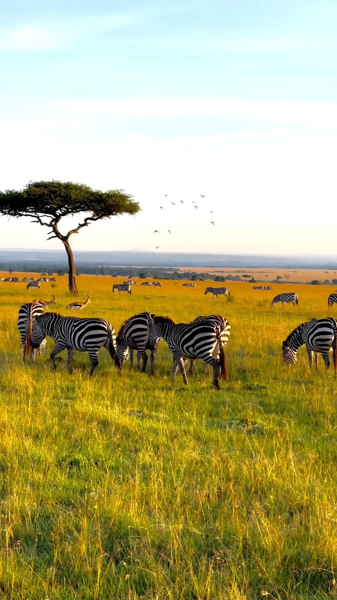 ANNEST KENYA SAFARIS