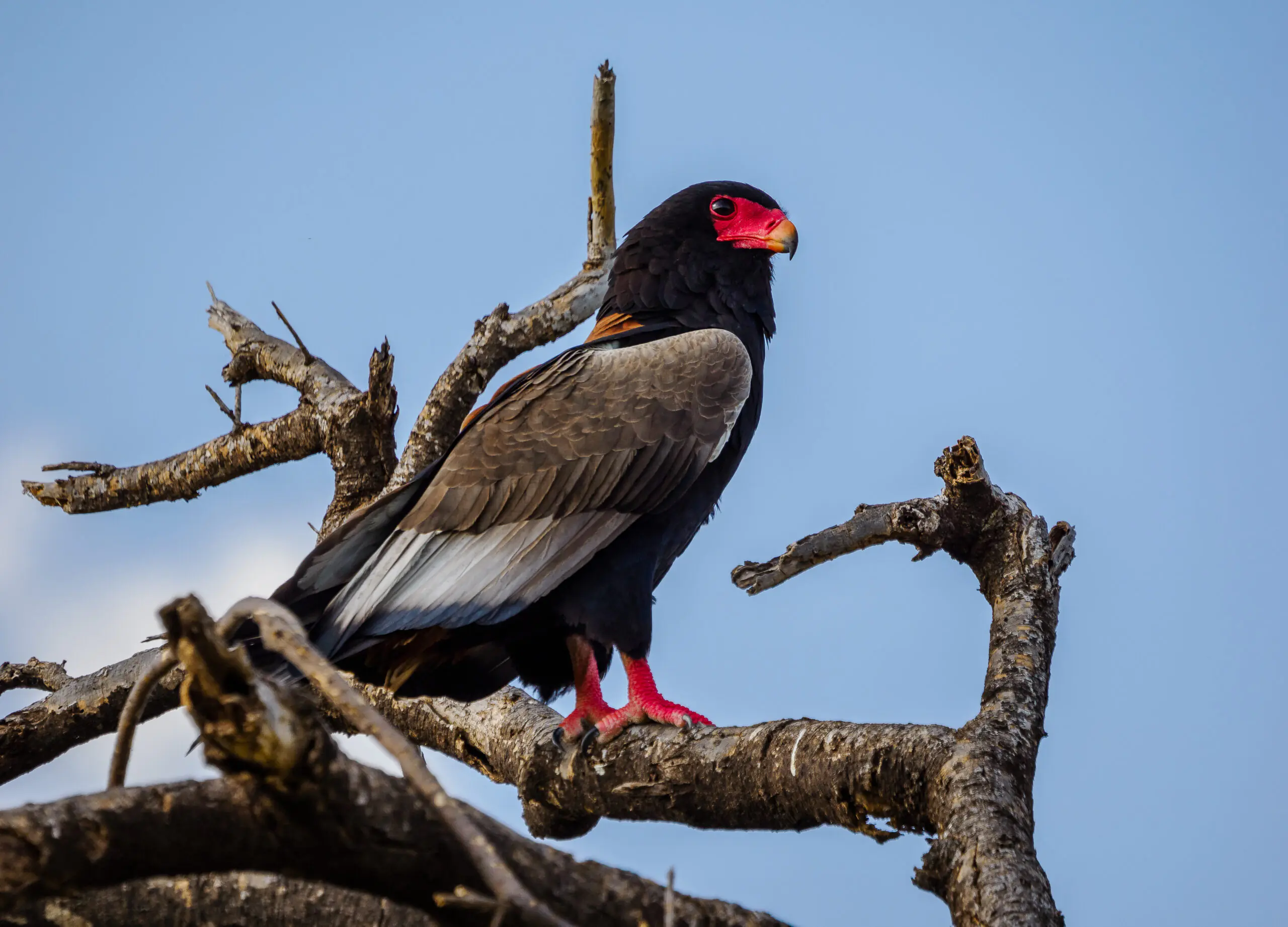 BIRD WATCHING ANNEST KENYA SAFARIS
