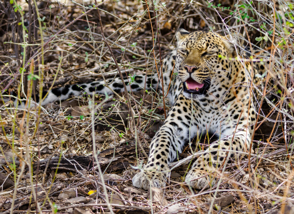 SAMBURU SAFARI