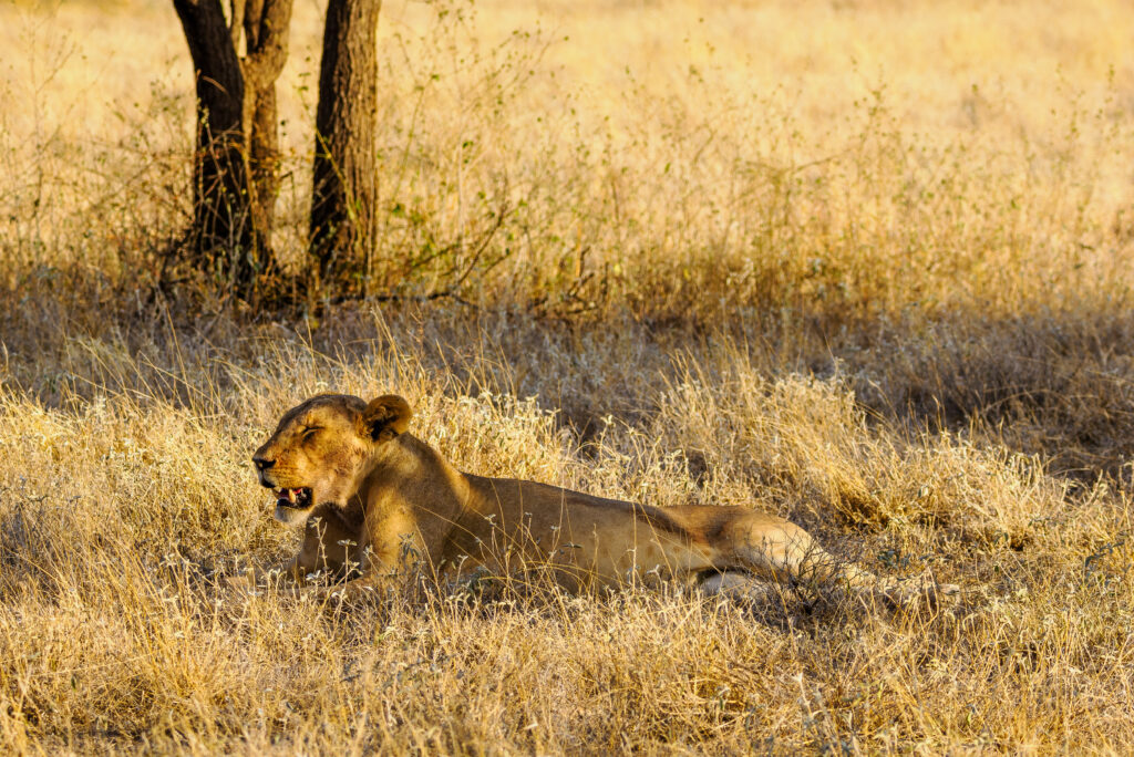 SAMBURU SAFARI