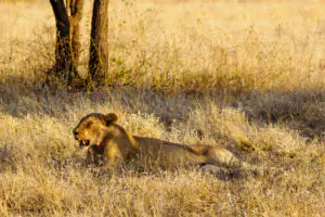 SAMBURU SAFARI
