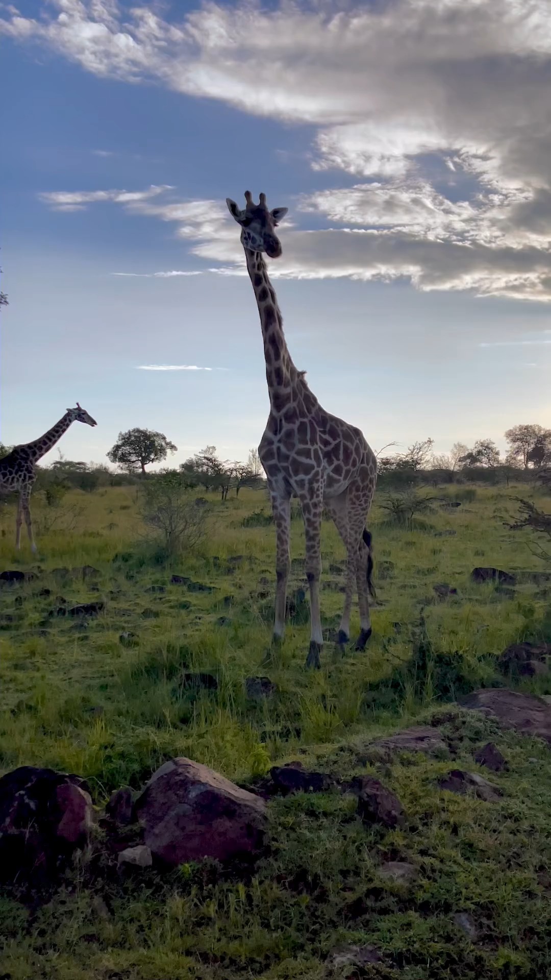 MASAI MARA GIRAFEE