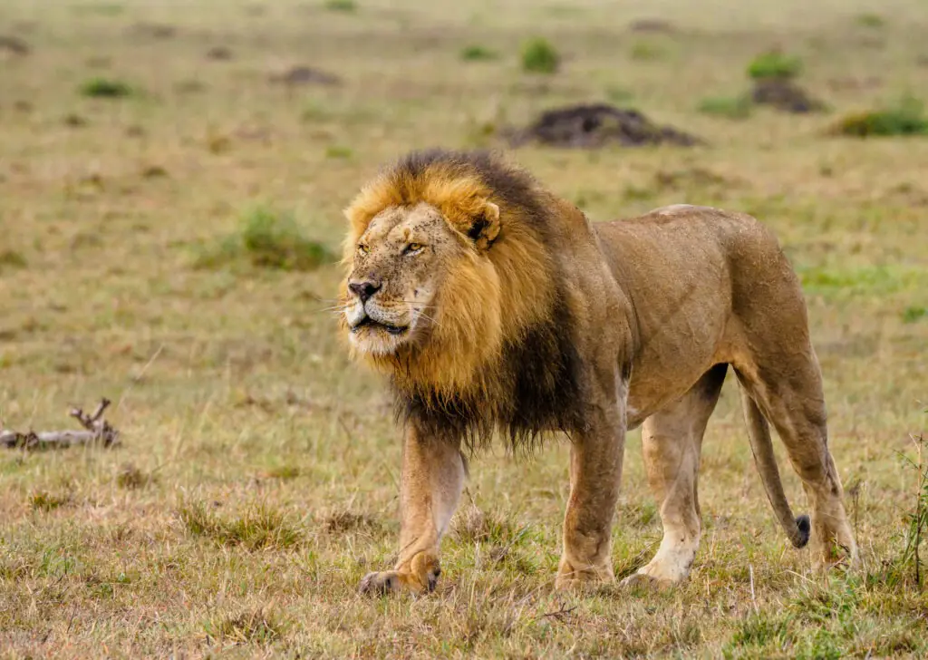 MASAI MARA SAFARI WITH ANNEST KENYA SAFARIS