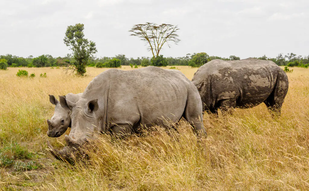 Luxury Safari in Kenya