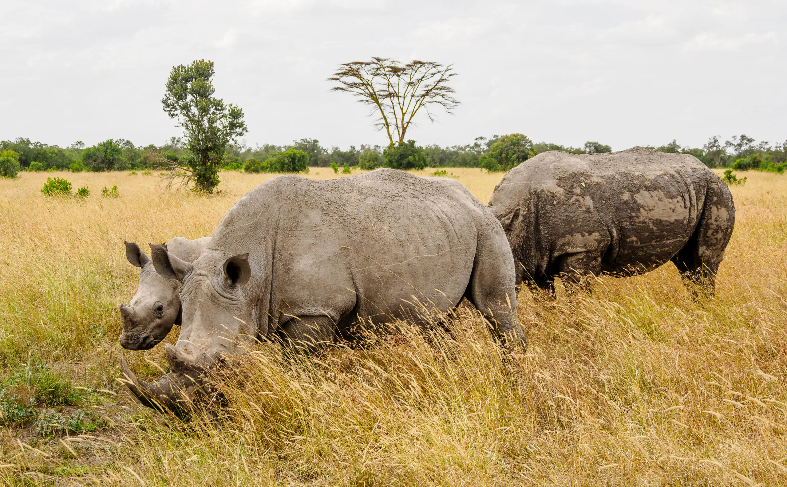 Luxury Safari in Kenya