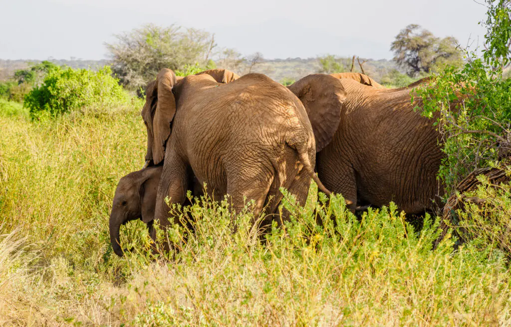 big five safari