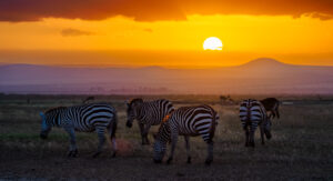 Annest Kenya safaris