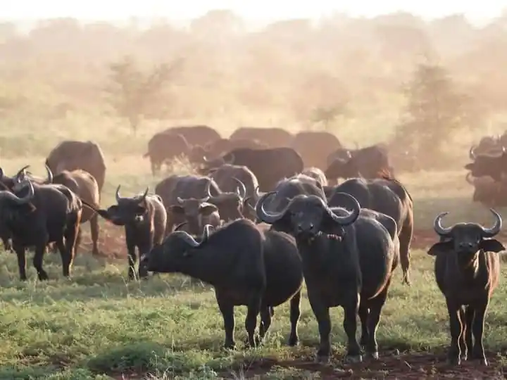 Meru National Park Safari