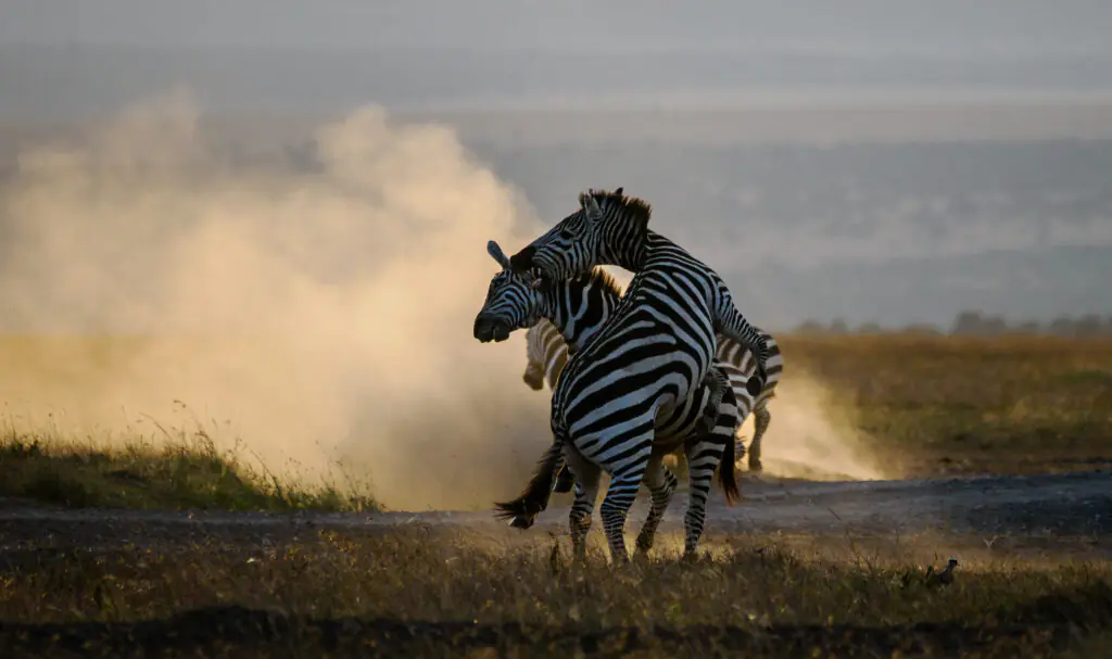Annest Kenya safaris