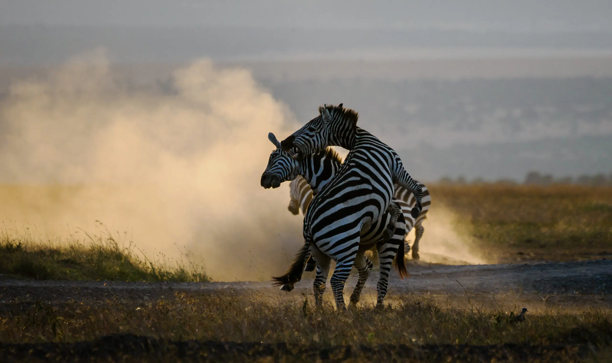 Annest Kenya safaris