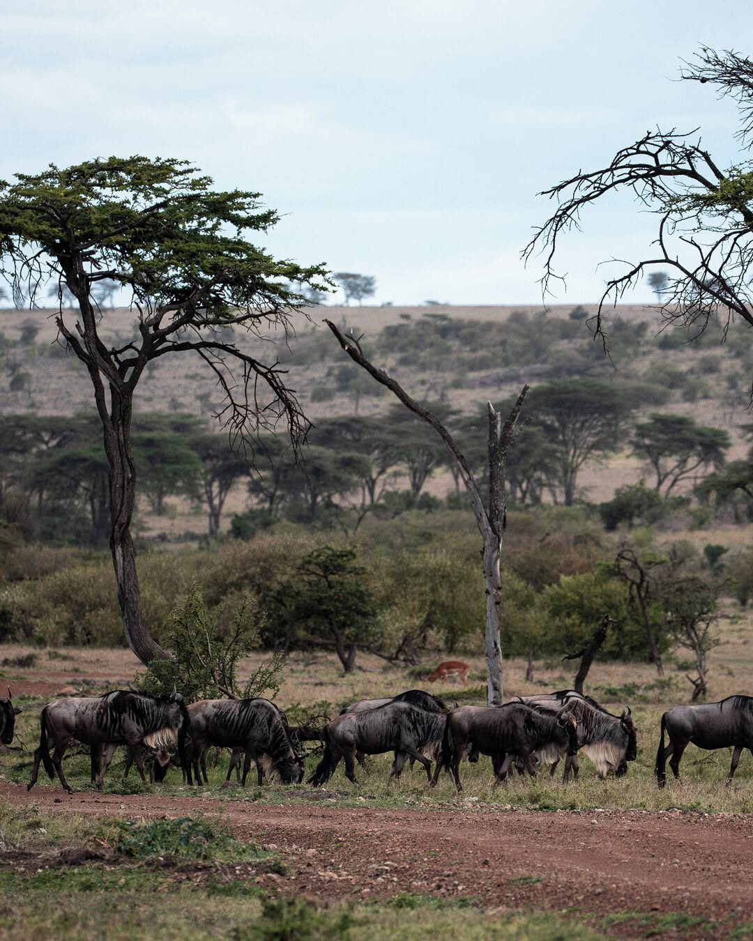 kENYA TANZANIA SAFARI