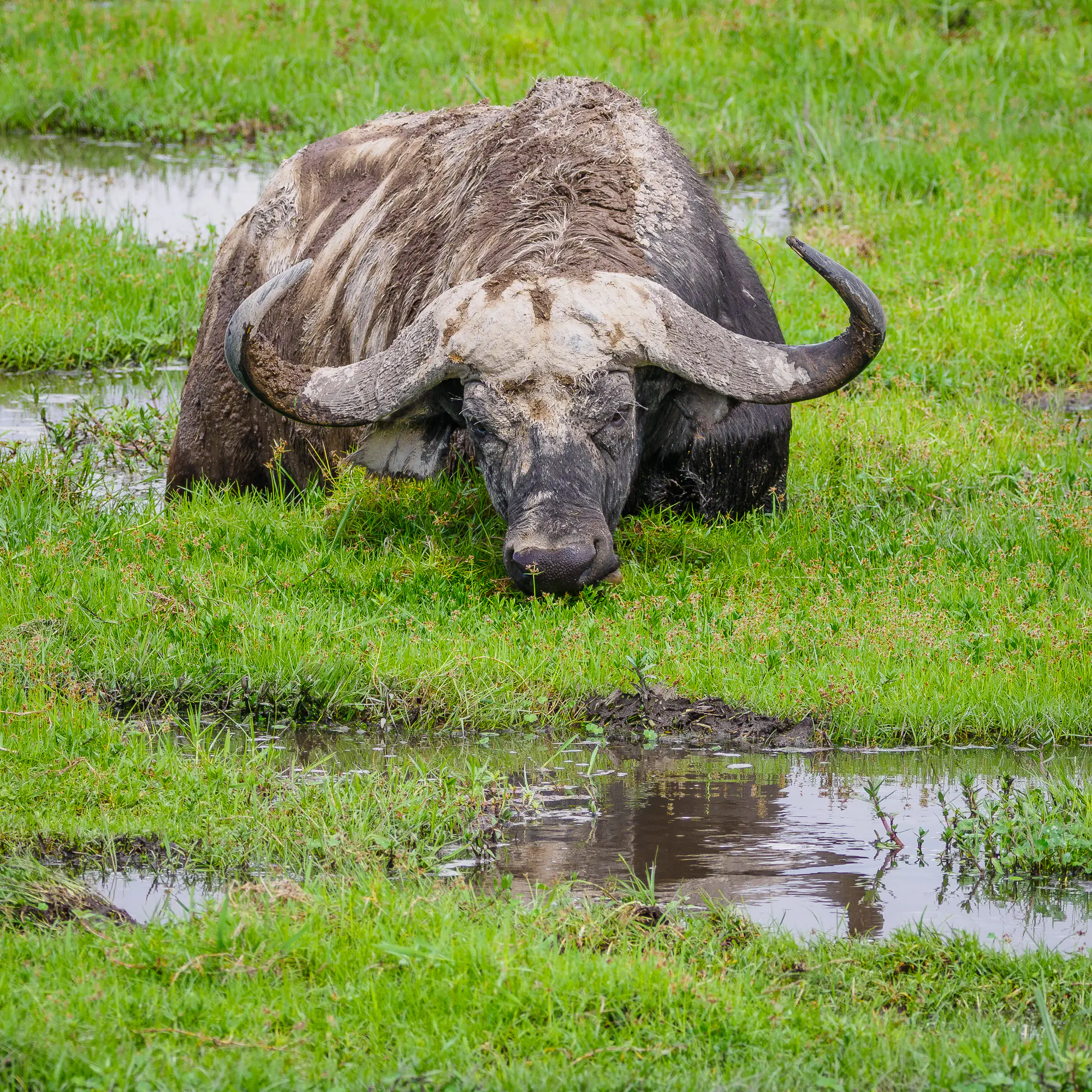 Amboseli safari with Annest Kenya Safaris