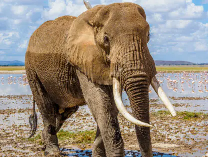 Amboseli safari with Annest Kenya Safaris