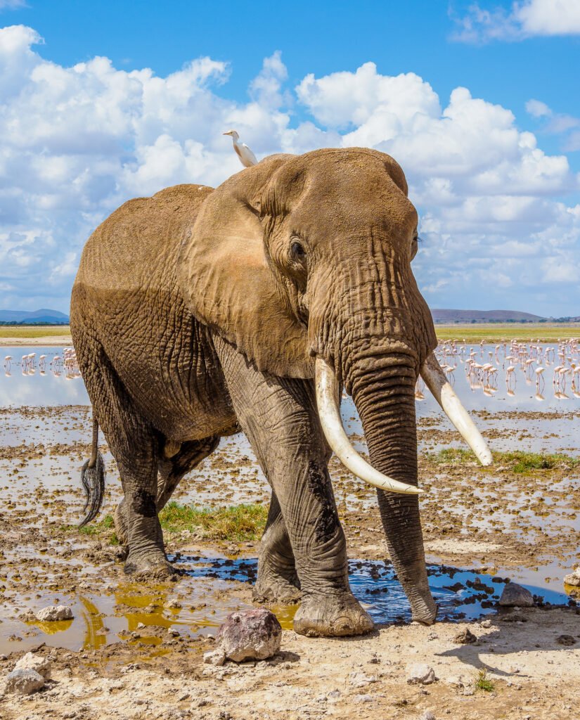 Amboseli safari with Annest Kenya Safaris